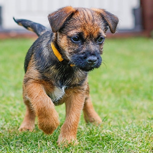 How much should a border terrier cost?