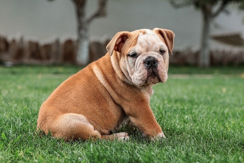 How much should a bulldog puppy cost?