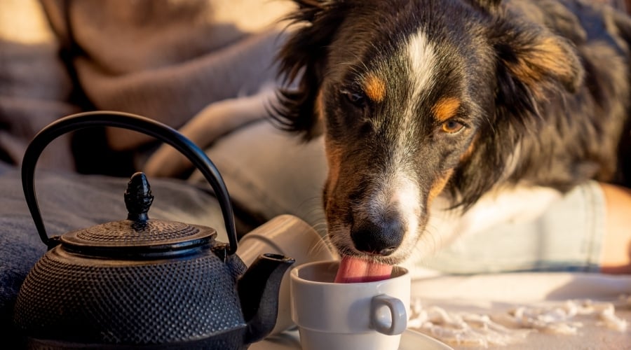 How much tea is toxic to dogs?