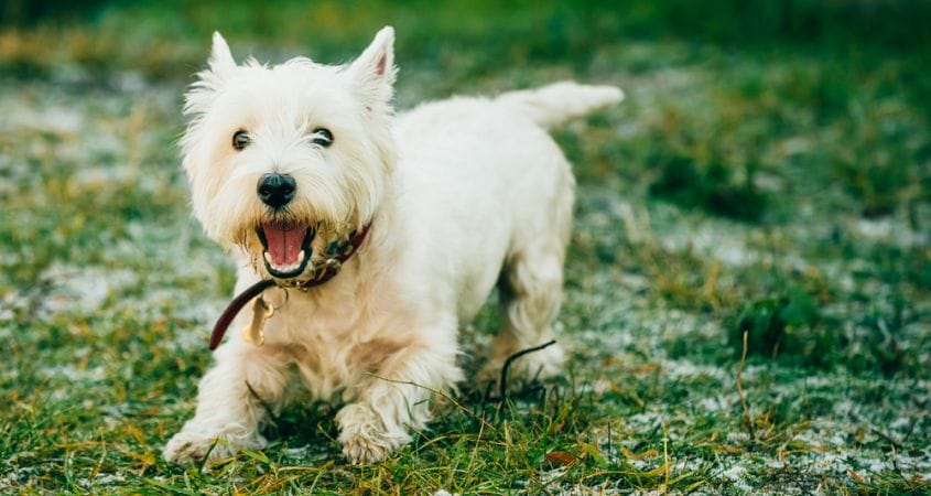 How often do dogs need worm treatment?