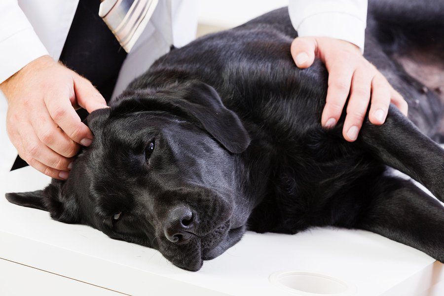 How often should a dog with pancreatitis eat?