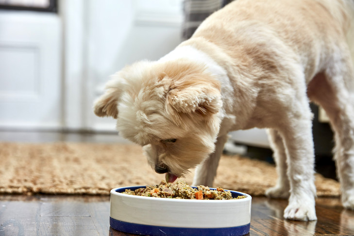 How often should older dogs be fed?