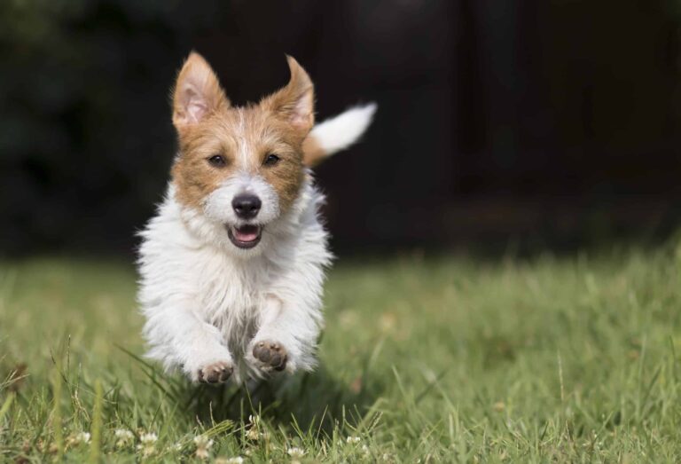 You asked: How often should you play with your puppy?