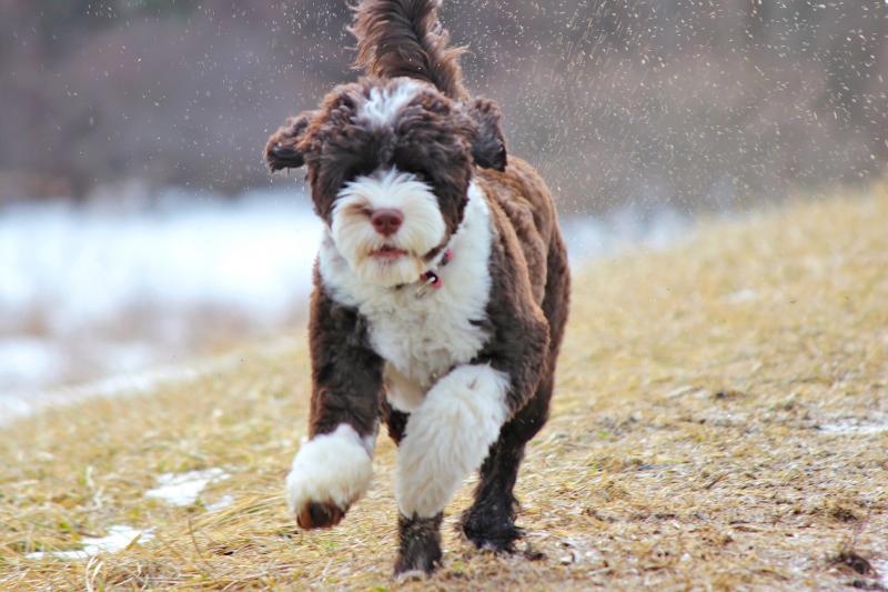 How often should you wash your Portuguese water dog?