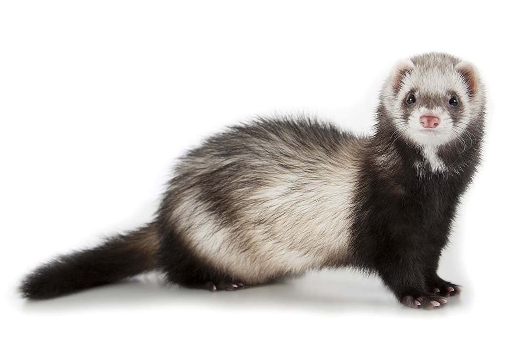 How old are ferrets at Petco?