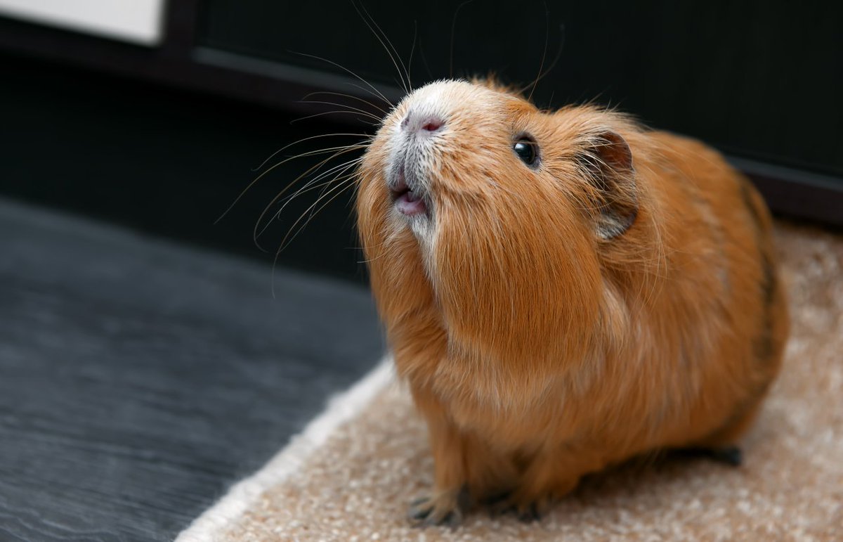 How old are the guinea pigs from Petco?