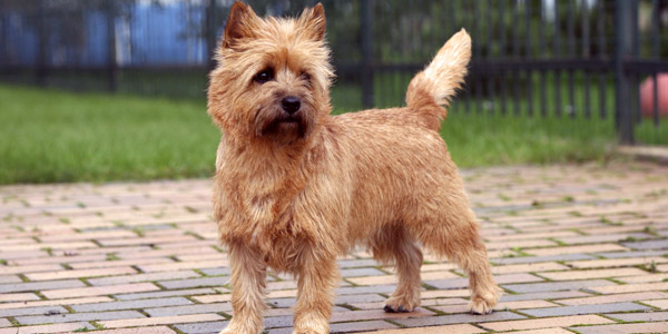 How old is the oldest cairn terrier?