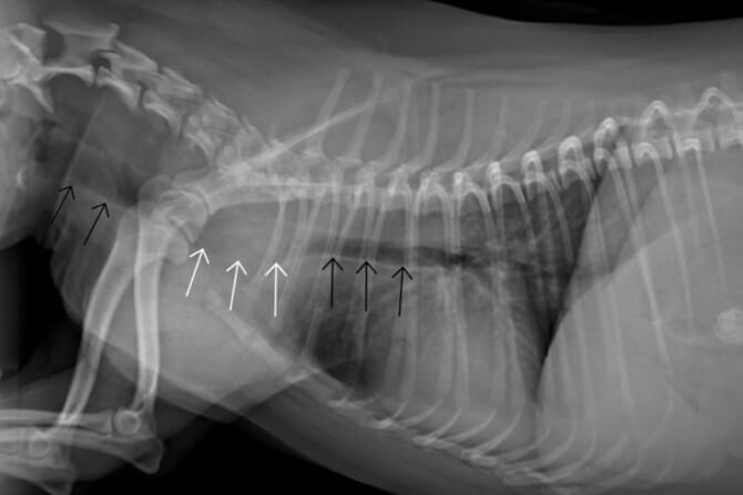 How serious is a collapsed trachea in dogs?