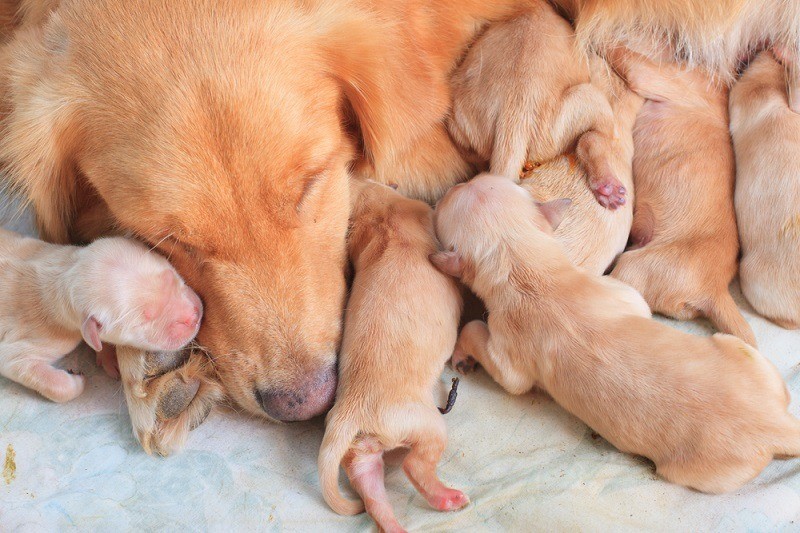 How soon after puppies are born can you touch them?