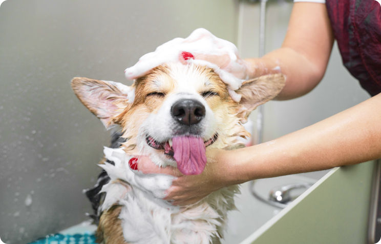 How soon can puppies be bathed?