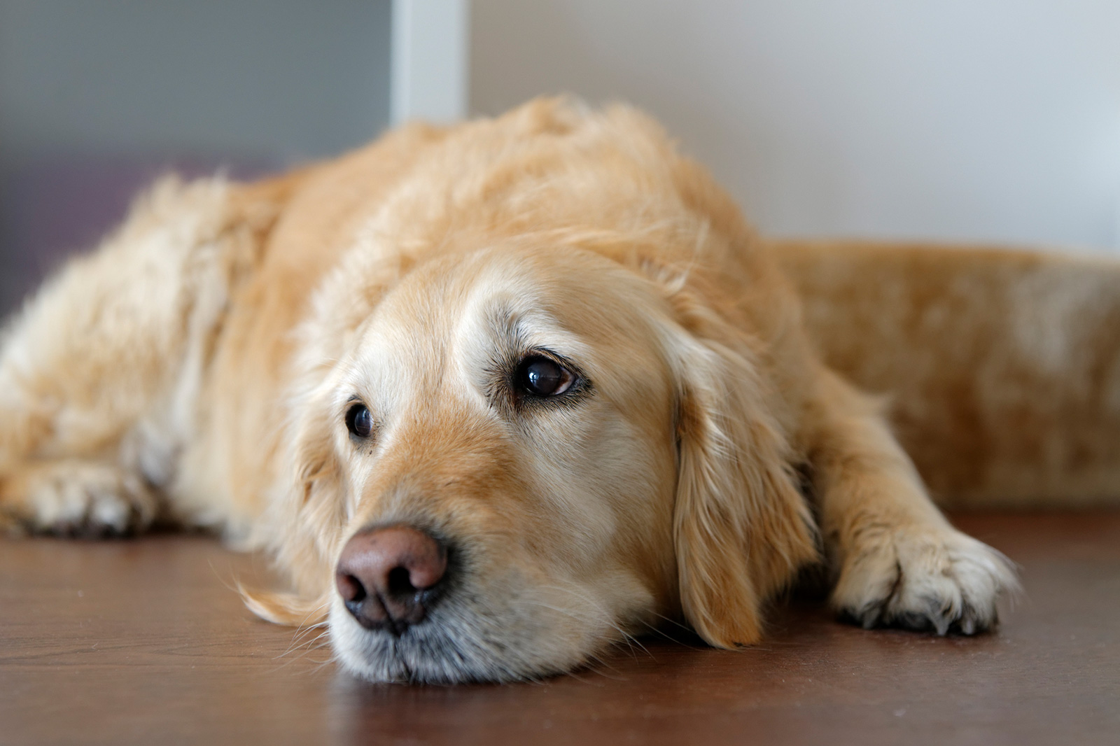 How will a dog act after a seizure?