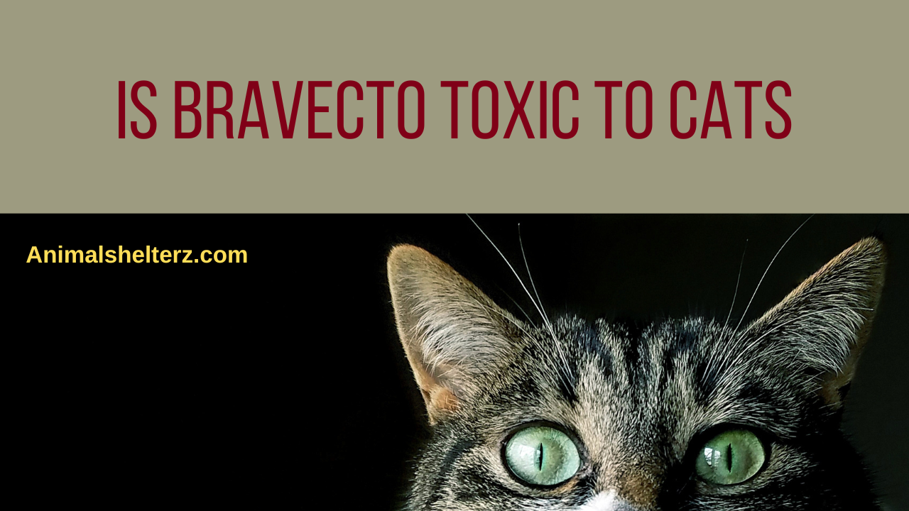 Is Bravecto toxic to cats