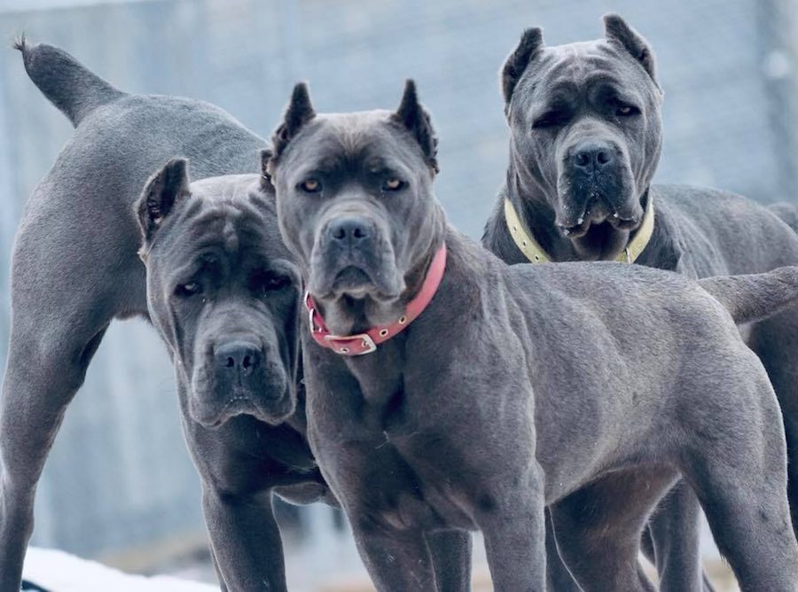 Is Cane Corso banned?