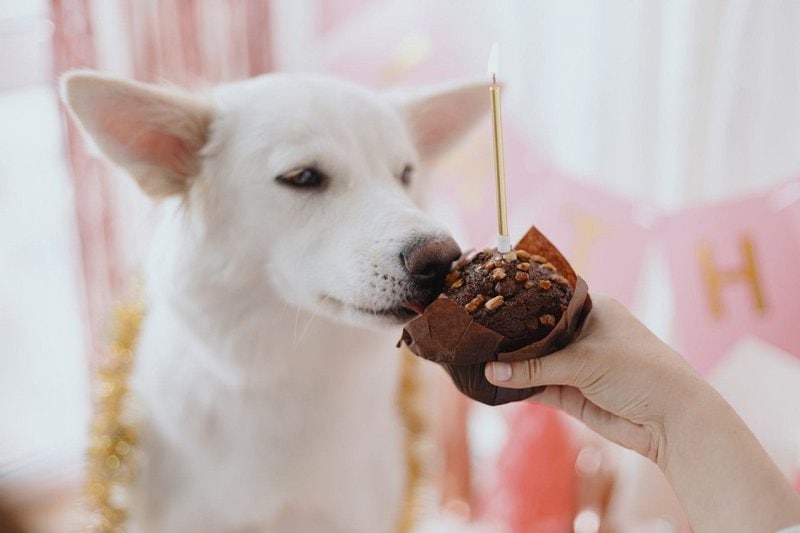Is Cupcake OK for dogs?