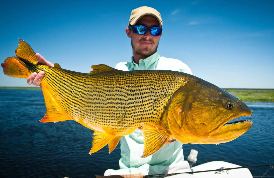 Is Golden Dorado good eating?