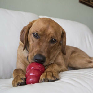 Is Kong liver paste good for dogs?