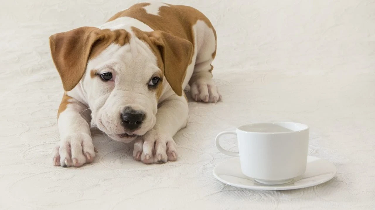 Is Tea poisonous to dogs?