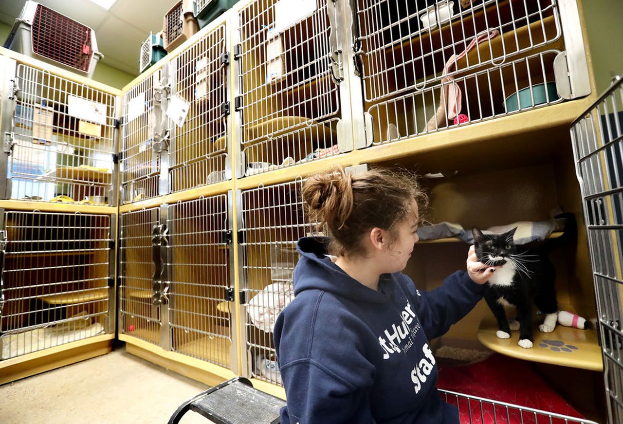 Is Toms River Animal Shelter a kill shelter?