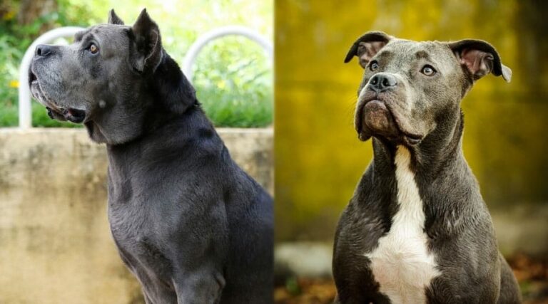 Is a Cane Corso bigger than a pitbull?