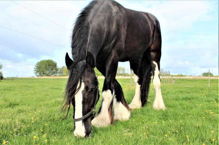 Is a Shire horse bigger than a Clydesdale?