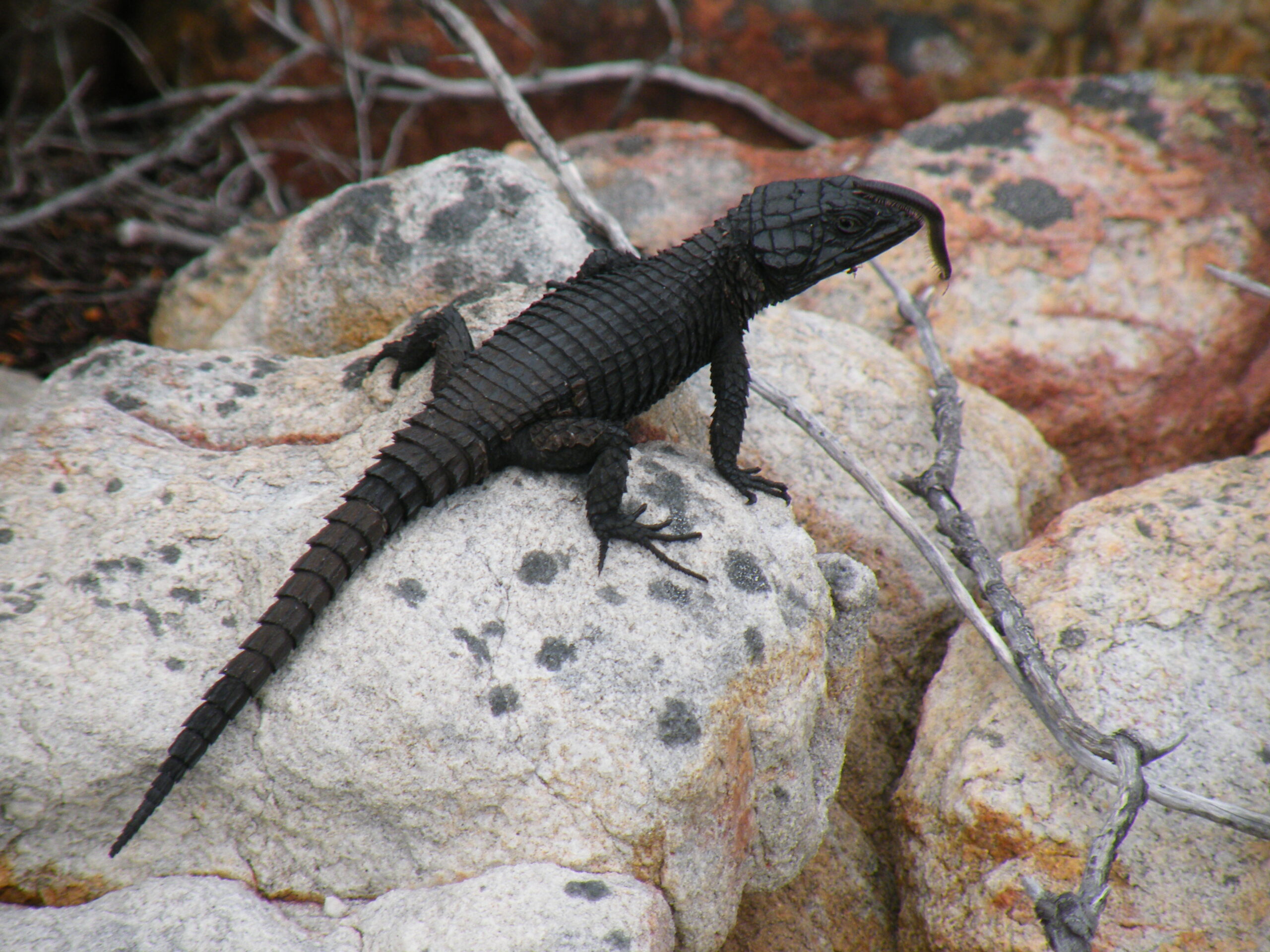 Is a black lizard poisonous?