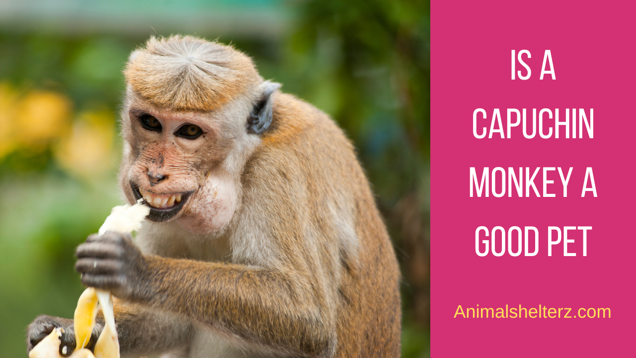 Is a capuchin monkey a good pet