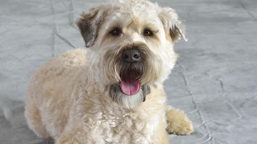 Is a wheaten terrier mix hypoallergenic?