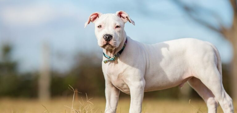 Is a white pitbull rare?