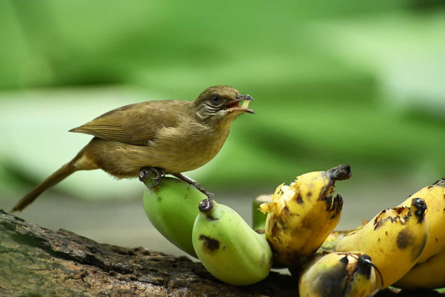 Is banana good for baby sparrow?