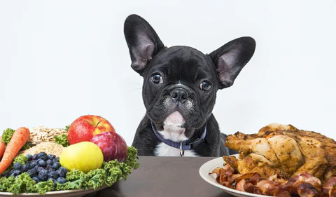 Is chicken OK for French Bulldogs?