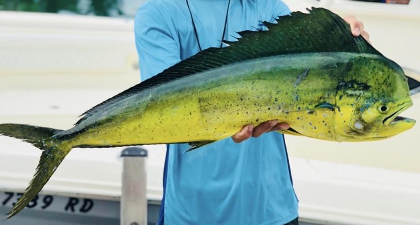 Is Dorado a healthy fish to eat?