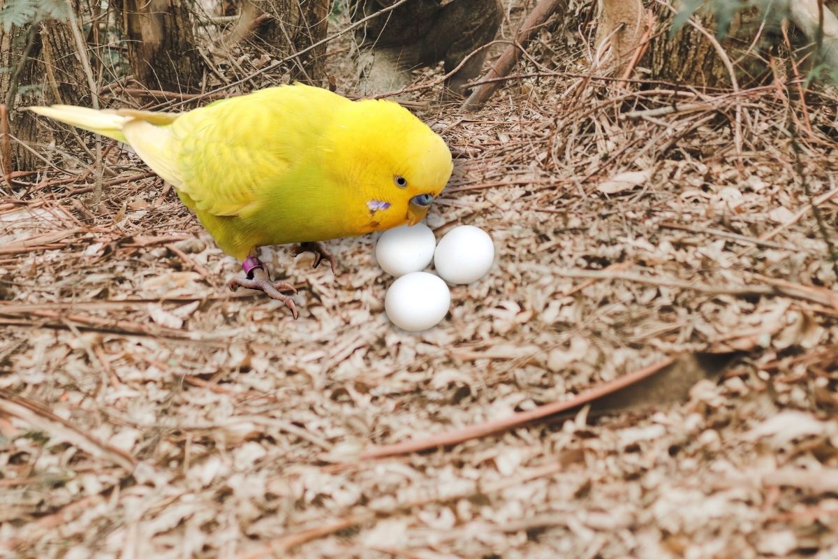 Is egg good for parakeets?