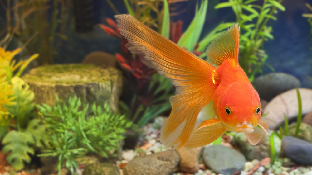 Is gravel safe for goldfish?