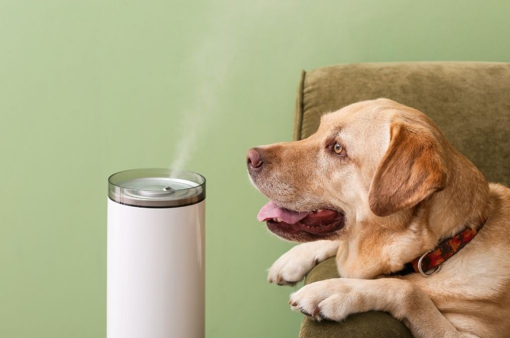 Is humidifier good for dogs?