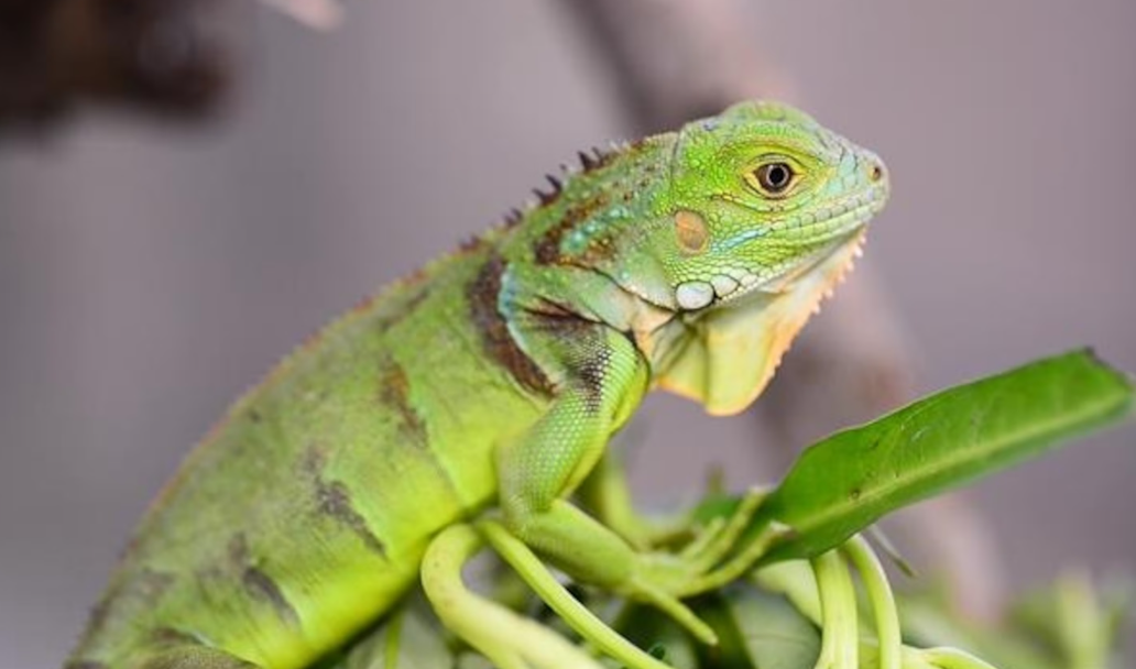 Is iguana legal in India?