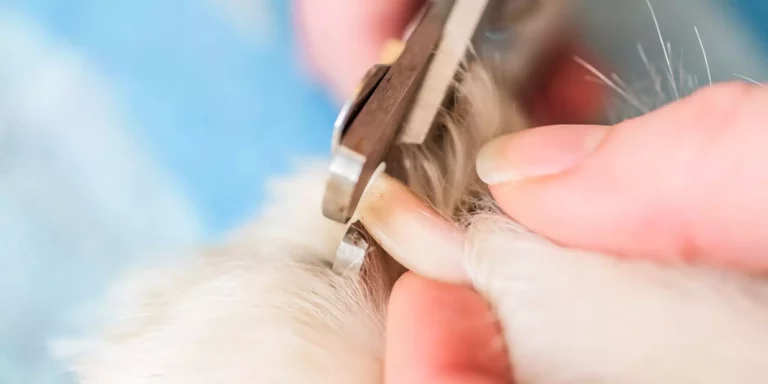 Your question: Is it OK for dog to lick broken nail?