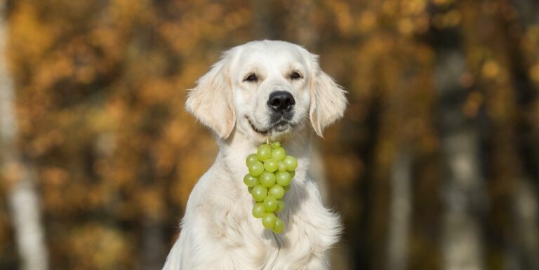 Is it OK for dogs to eat grapes?