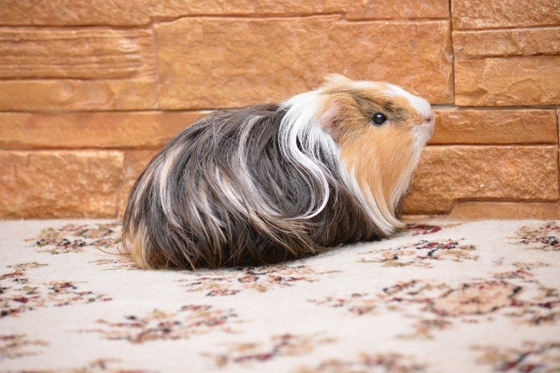 Is it OK to buy a guinea pig from PetSmart?