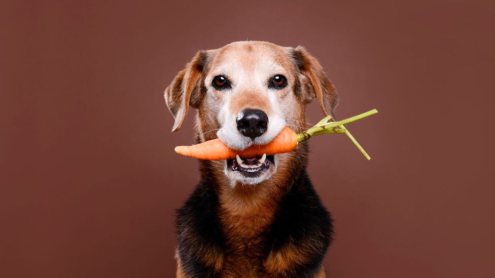 Is it OK to force your dog to be vegan?