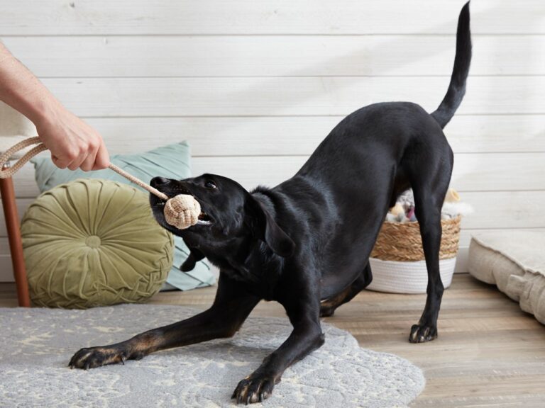 Is it OK to let dogs play tug of war?