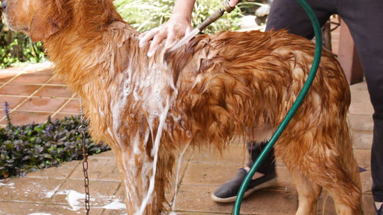 Is it OK to wash dog outside?