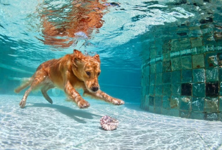 Your question: Is it bad for dogs to swim?