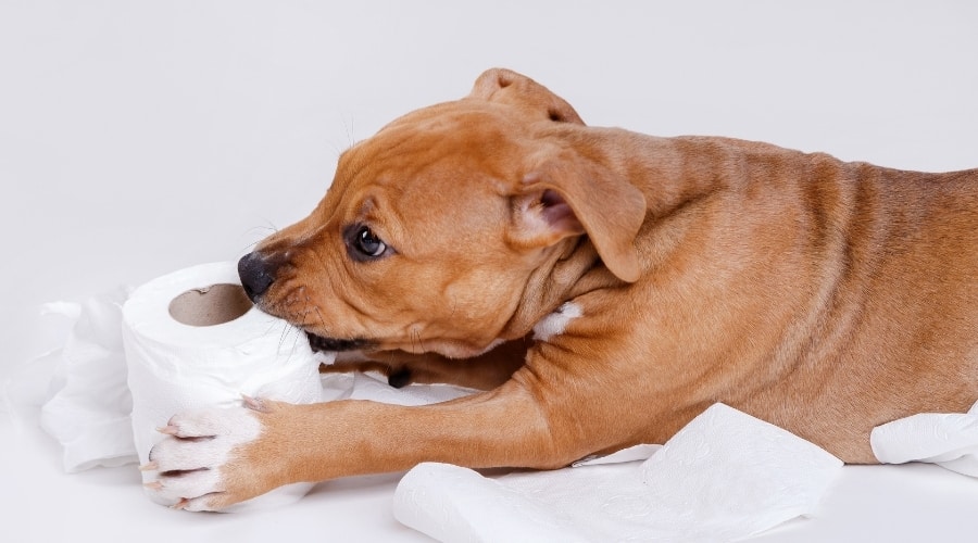 Is it bad if a dog eats toilet paper?