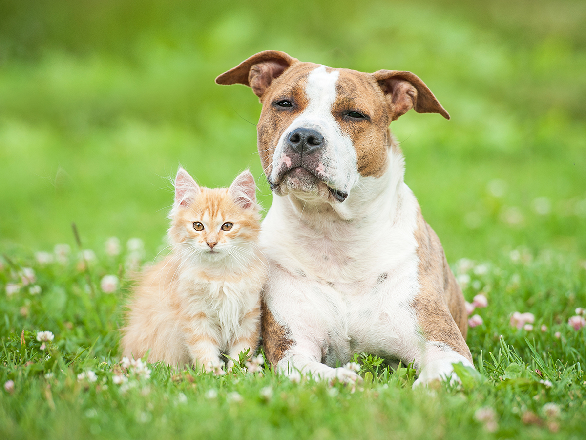 Is it better to get a dog or a cat first?