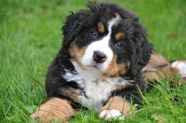 Frequent question: Is it better to get a male or female Bernese mountain dog?