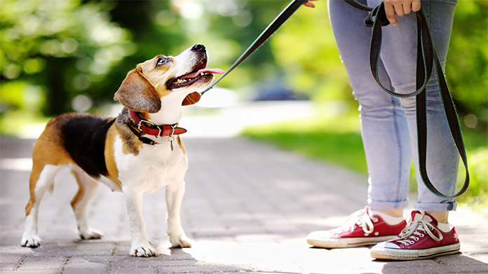 Is it easy to start a dog walking business?