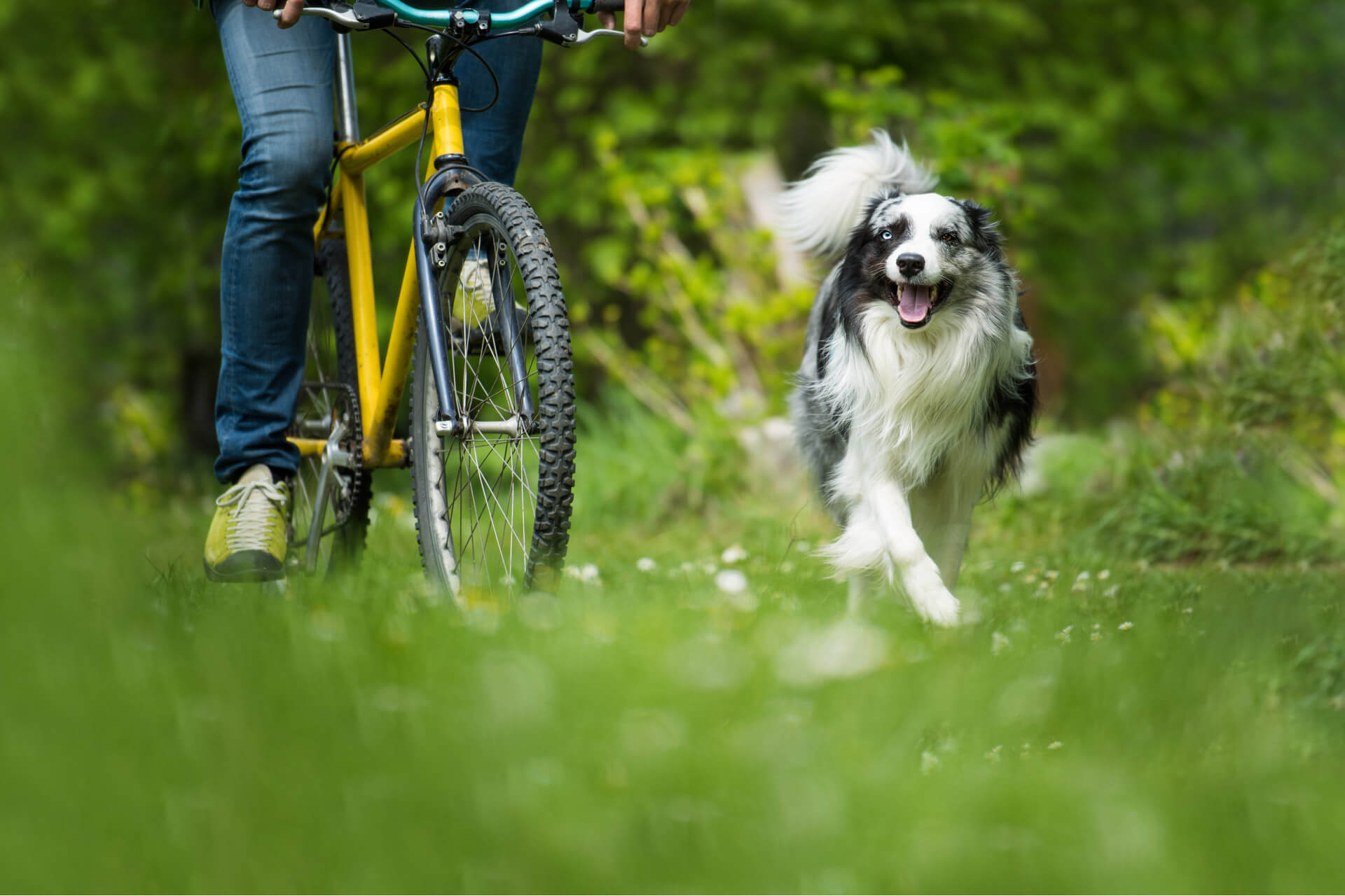 Is it illegal to walk a dog on a bike?