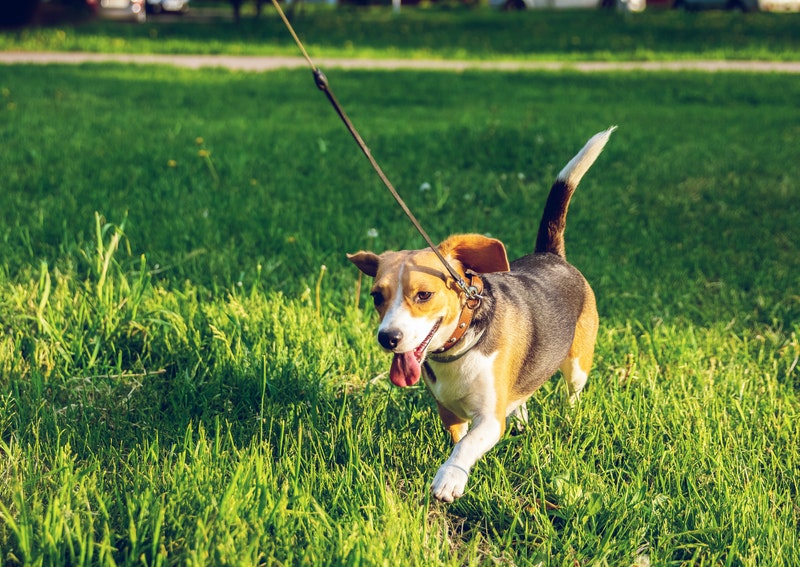 Is it illegal to walk your dog without a collar?