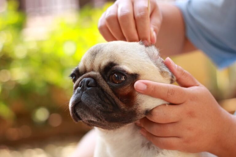 Best answer: Is it safe to clean your dog’s ears with apple cider vinegar?