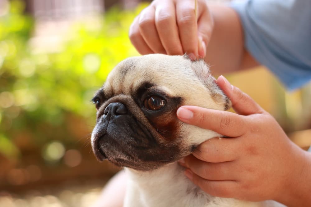 Is it safe to clean your dog’s ears with apple cider vinegar?